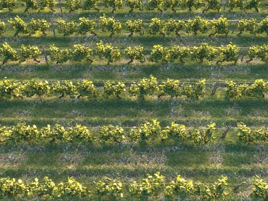 Model Dionysus Vineyard Pack (corona) & (vray)