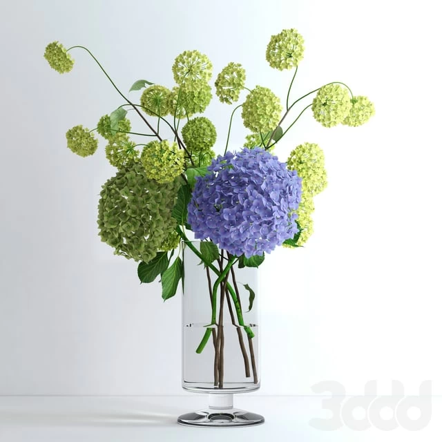 Hydrangeas and Viburnum