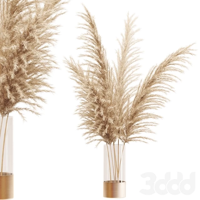 Dried flower pampas grass in glass gold vase