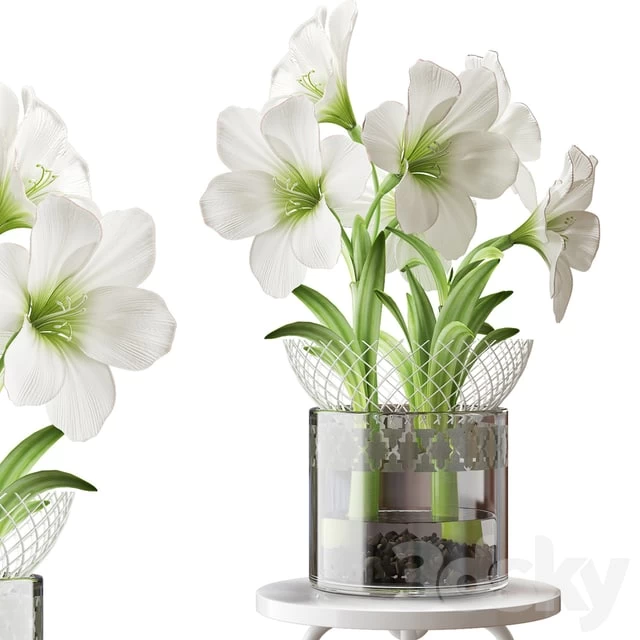 WHITE AMARYLLIS
