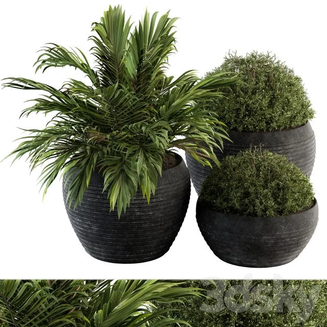 Outdoor Plants tree in Concrete Pot - Set 104