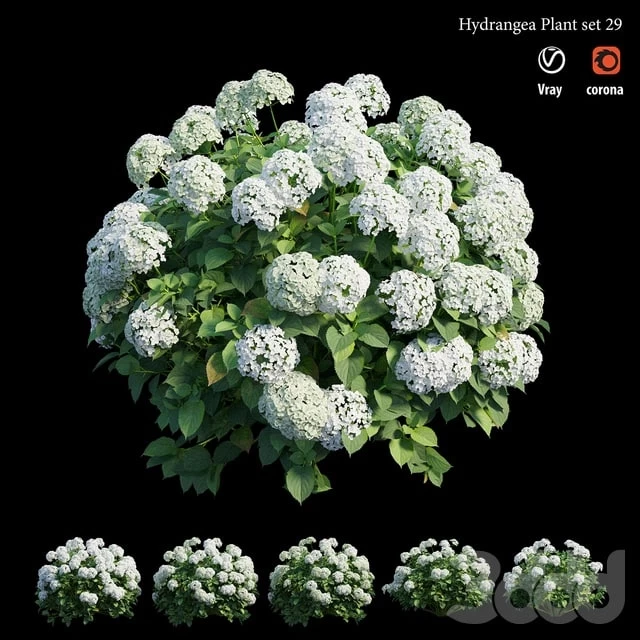 Hydrangea Plant set 29