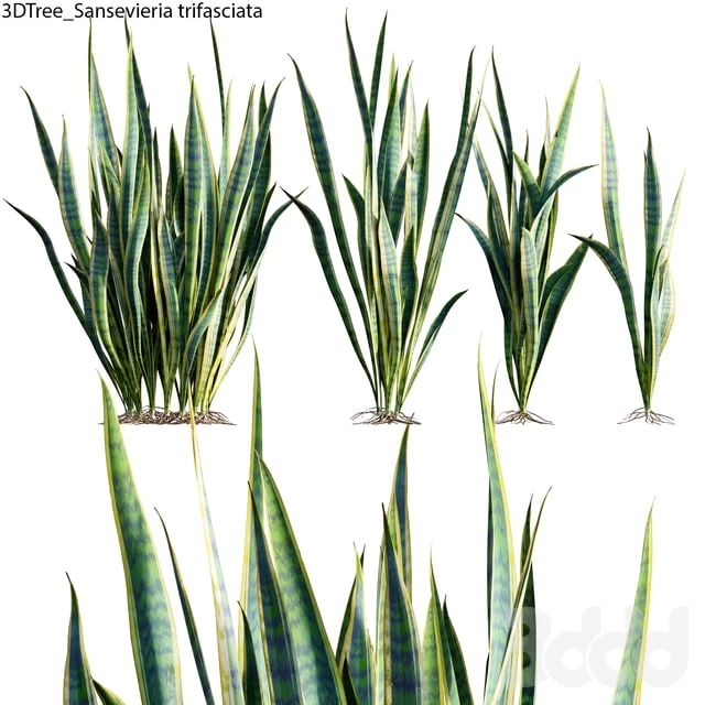 Sansevieria trifasciata 01