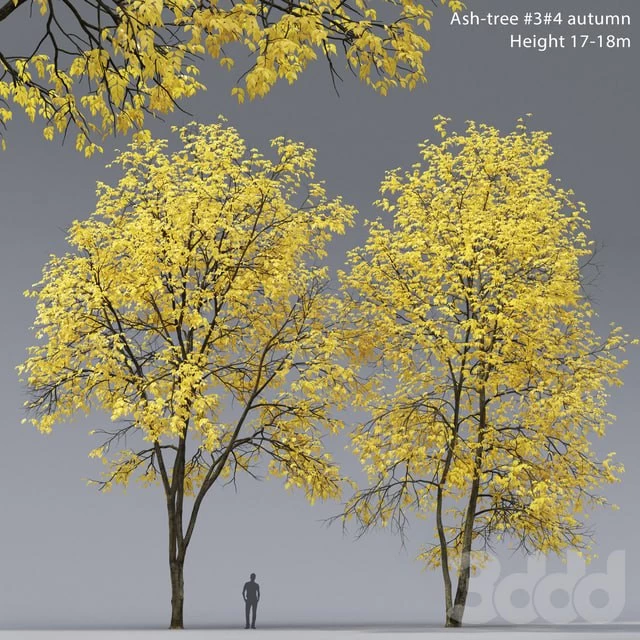 Ясень осенний | Ash-tree autumn #3_4 (17-18m)