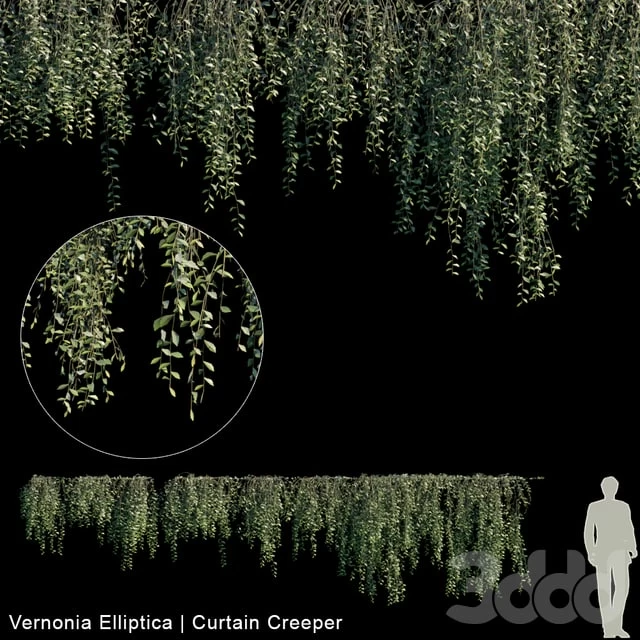Vernonia Elliptica | Curtain creeper | 10 module