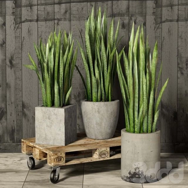 Sansevieria
