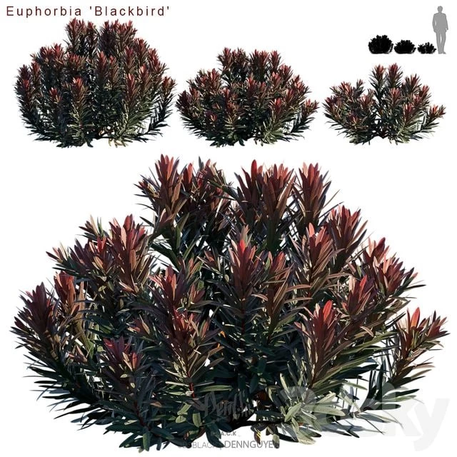 Euphorbia Blackbird | Cushion spurge