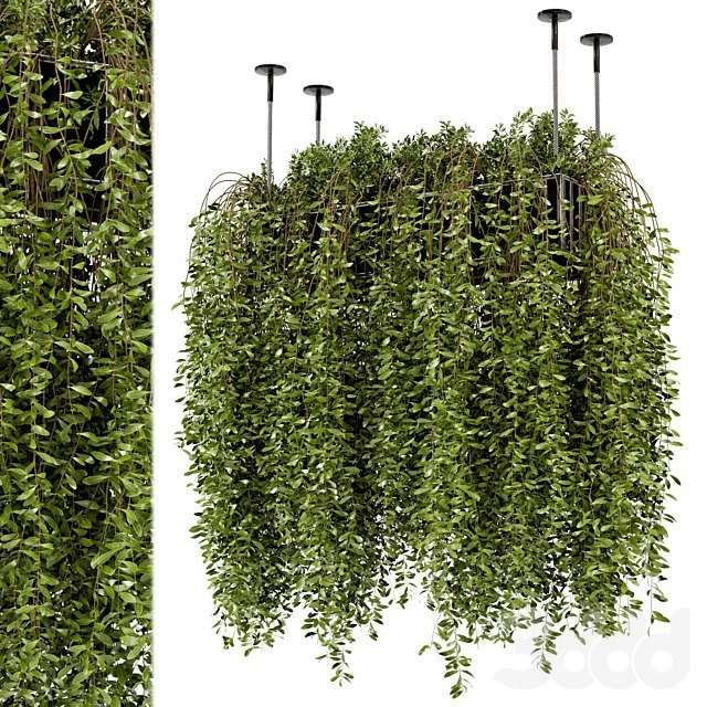 Indoor Hanging Plants in Metal Box - Set 192