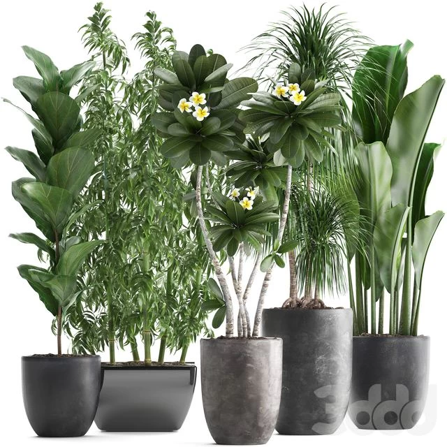 Plant collection 311. Bamboo, Ficus, Dracaena, Banana, Indoor Plants, Plumeria, Black Pot, Bushes, Exotic Plants, Set
