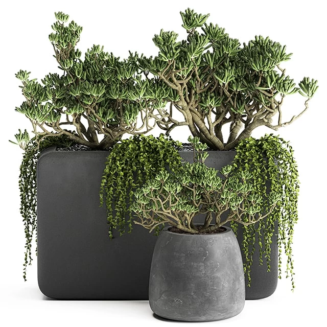 Plant collection 811. money tree, crassula, outdoor flowerpot, bushes, climbing plants, crassula, succulents, concrete pot