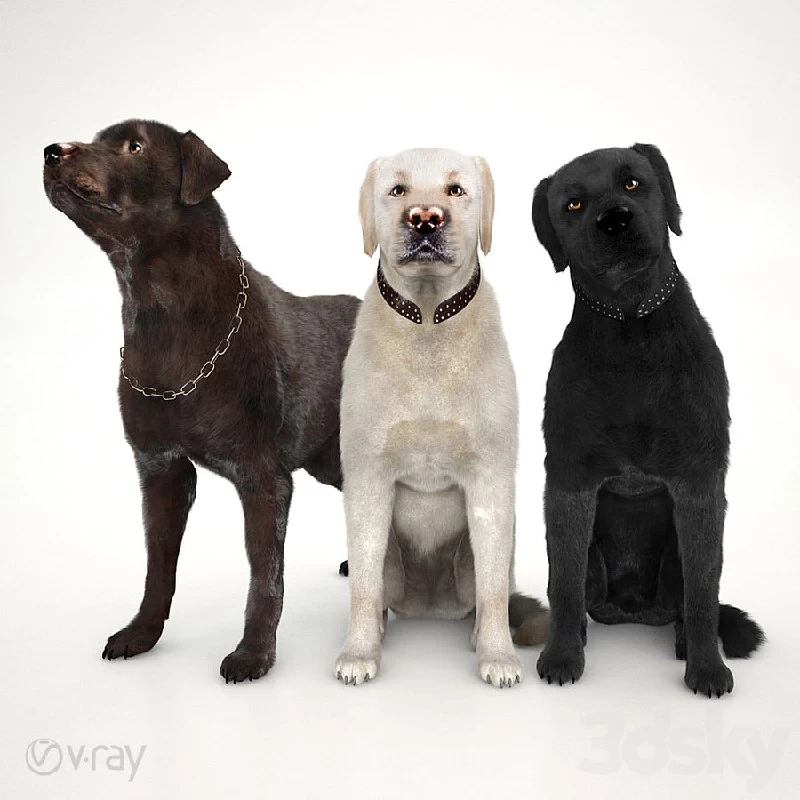 Labradors