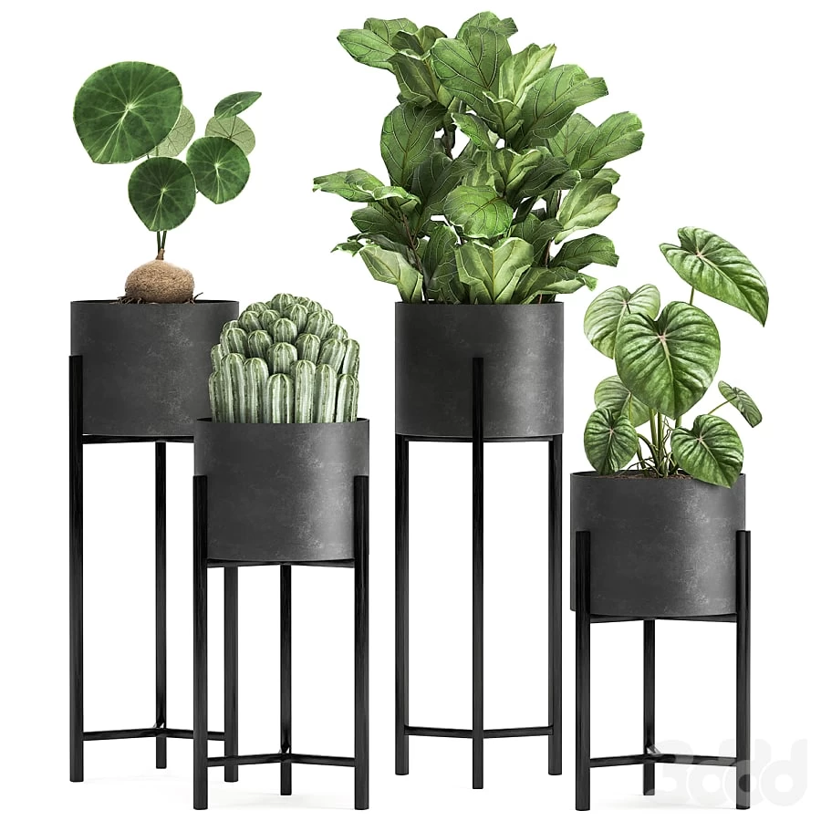 Plant collection 909. Black flowerpot, ficus, cactus, loft, Stefania Erekta, stand, flower, ficus Lirata
