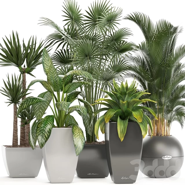 Collection of plants fan palm, howea, bromeliad, yucca, dieffenbachia, indoor plants, office plants