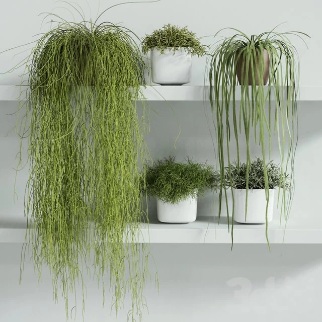 RHIPSALIS Set 01