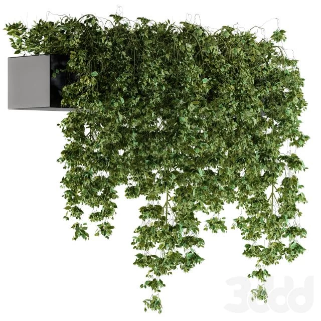 Hanging ivy Plants in Pot