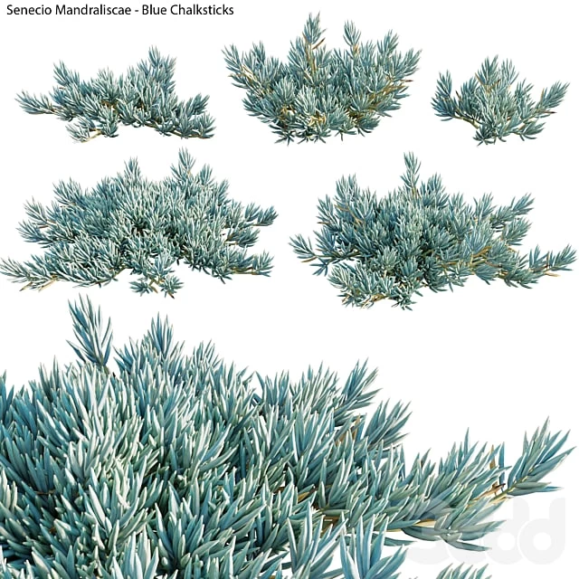 Senecio Mandraliscae - Blue Chalksticks - 01