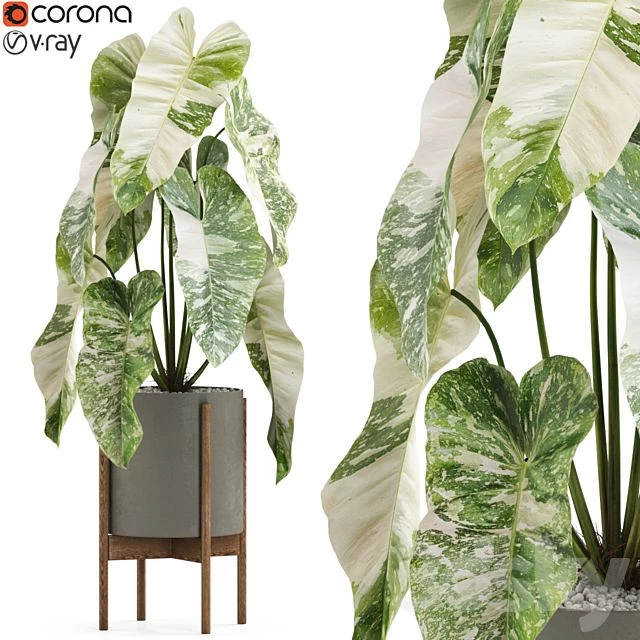 Plants collection 522