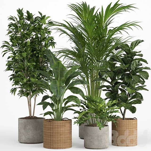 indoor plant set 014