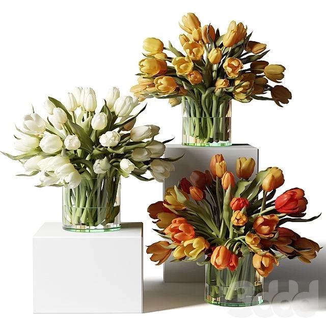 Yellow, red and white tulips in glass vases