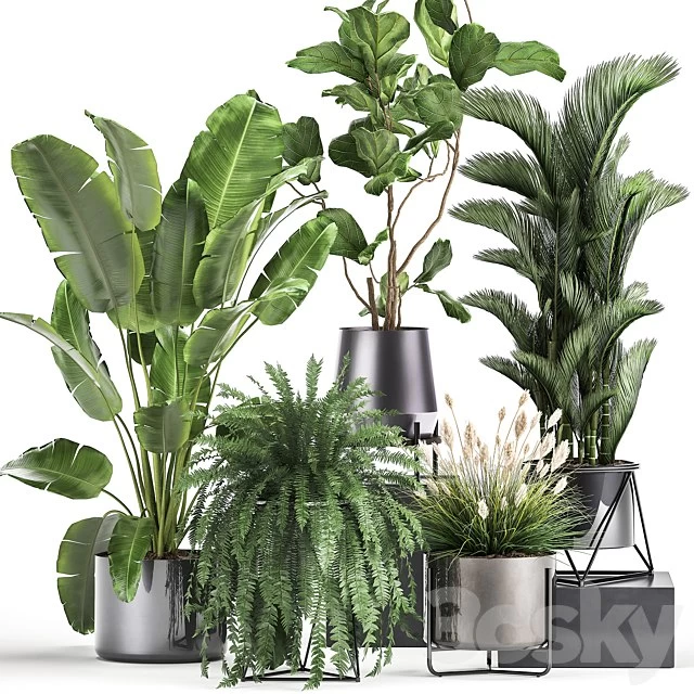 Plant collection 996. Ficus Lyrata, fern, Strelitzia, Dipsis, palm tree, bush, tree, banana palm, reeds, thickets, indoor, interior, luxury, lux, pot, flowerpot, set, flower, exotic, top, Ravenala