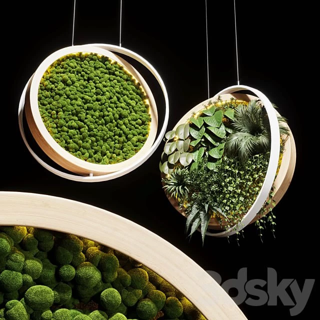 hanging garden and hanging moss in wooden frame 218