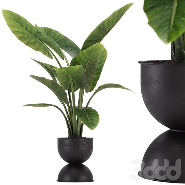 indoor plant set
