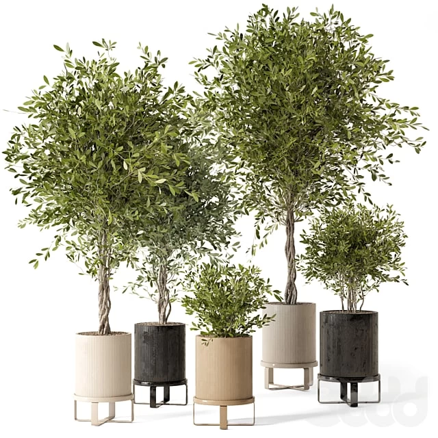 Indoor Plants in Ferm Living Bau Pot Large - Set 354