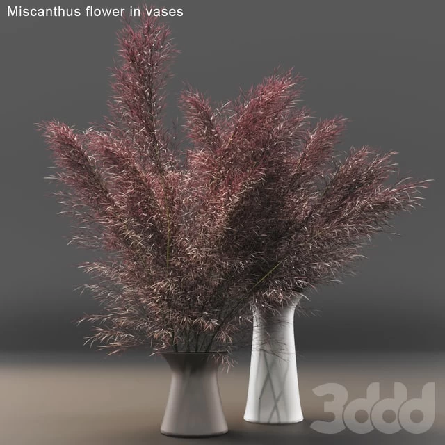 Miscanthus flower in vases