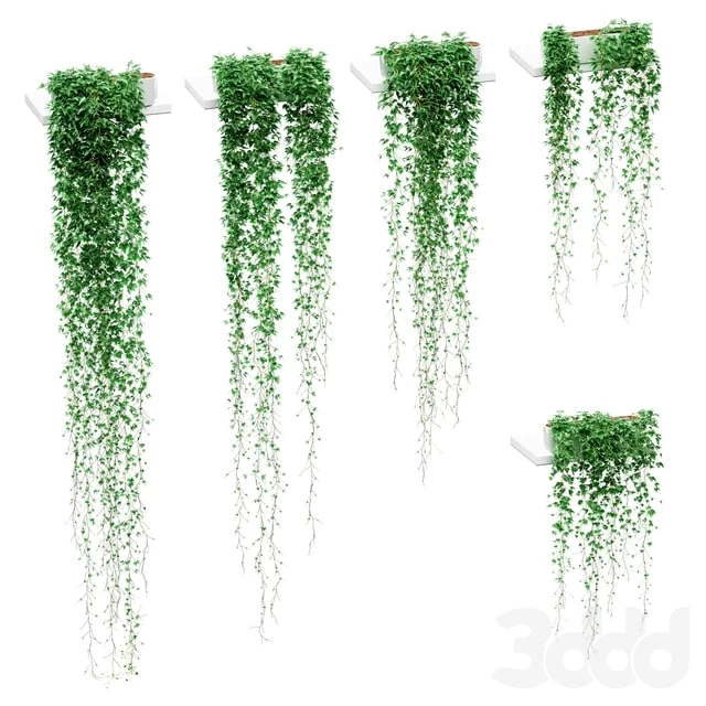 Ivy in pots on the shelves. 5 models