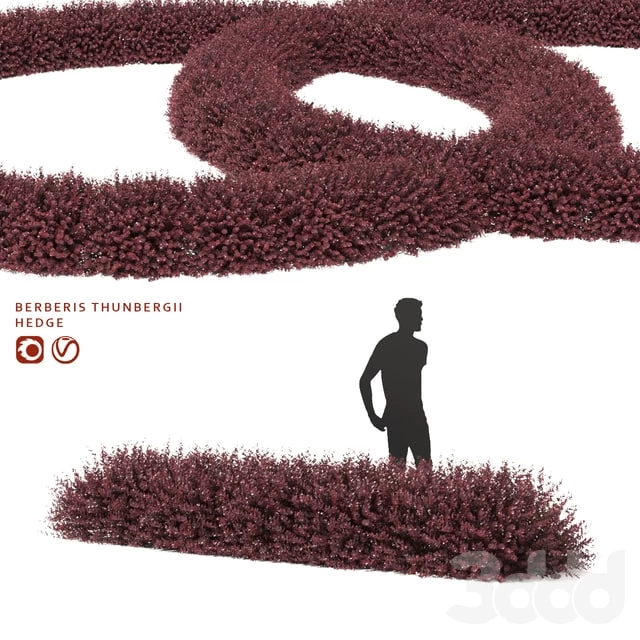 Berberis thunbergii hedge