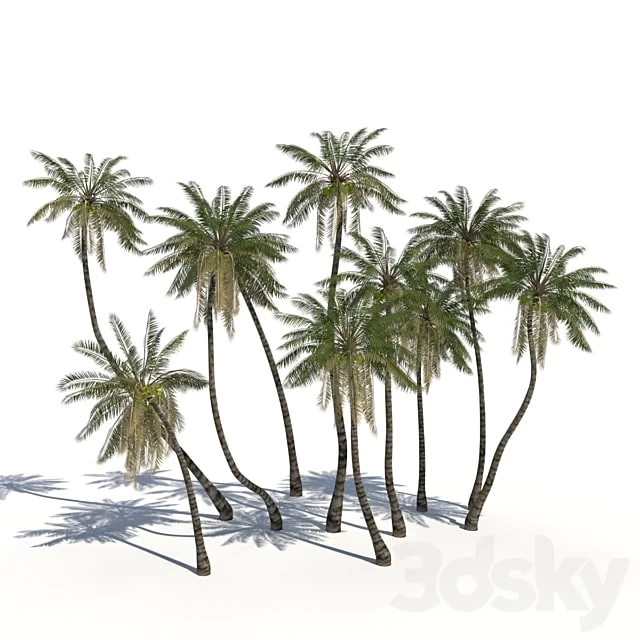Coconut Palms