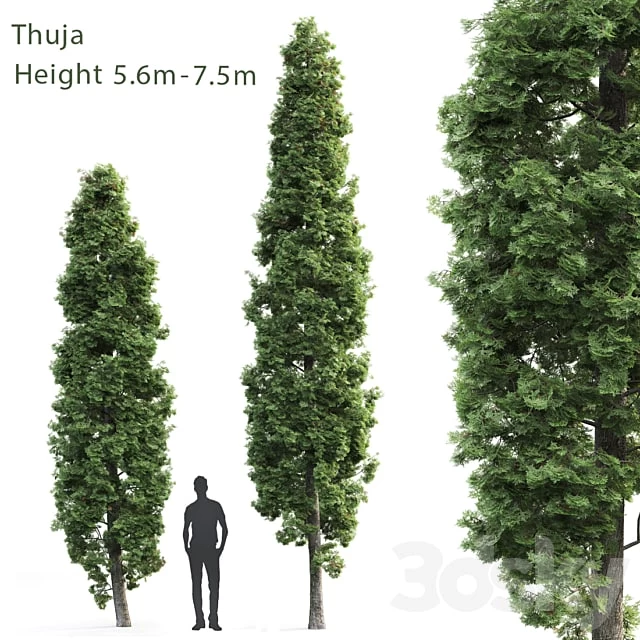 Thuja
