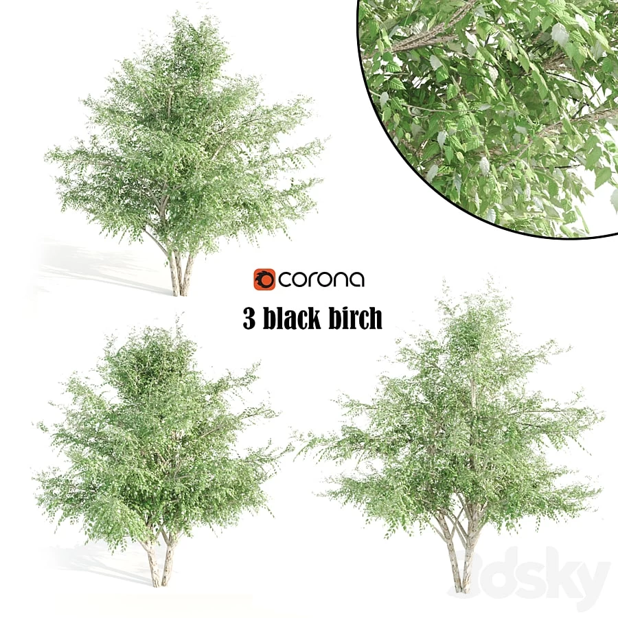 3 black birch