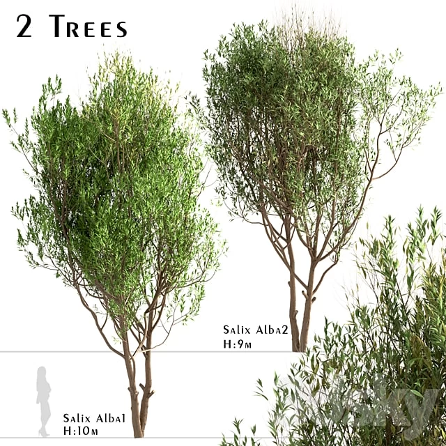 Set of Salix Alba Trees (White Willow)