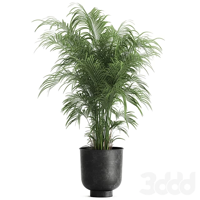 decorative palm 900. Hovea, kentia, black flowerpot, loft, decor, metal