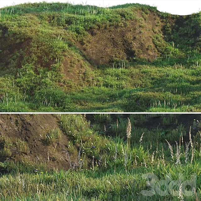 Grass on the slope