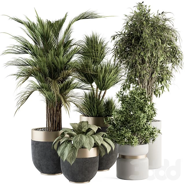 indoor Plant Set 362