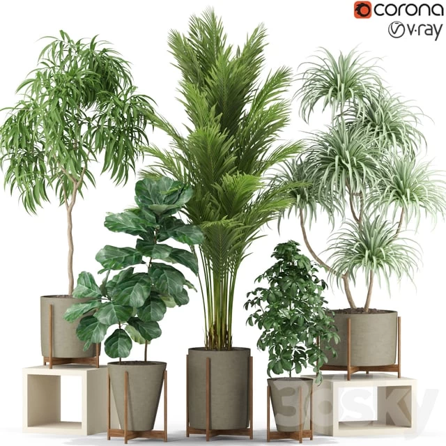 Plants collection 343