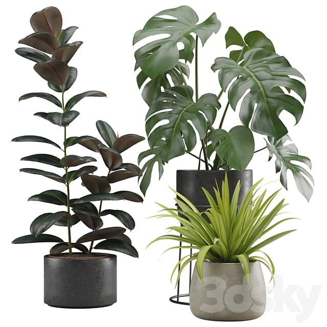 Indoor Plants Pack 15