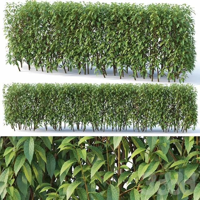 Forsythia # 7 summer H120 cm