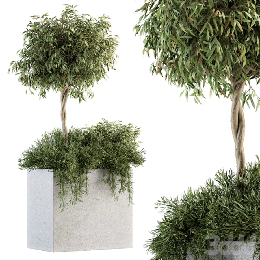 Outdoor Plant Set 172 - Plant Box tree