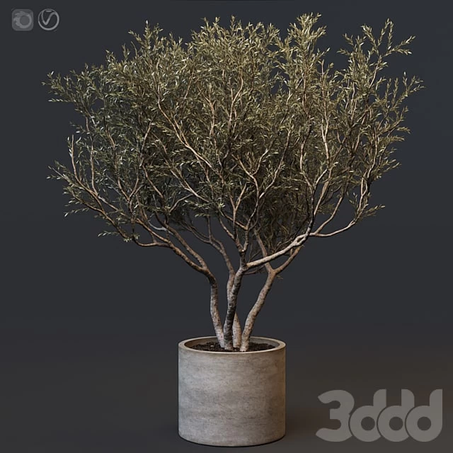 Plant set 02 - European olive