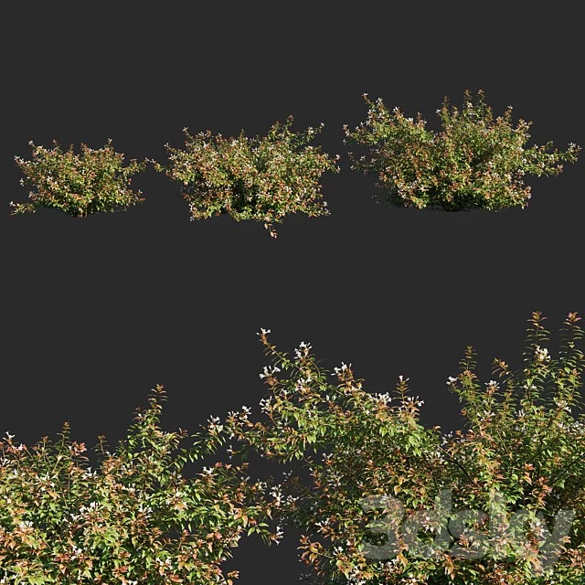 abelia x grandiflora_flower op3