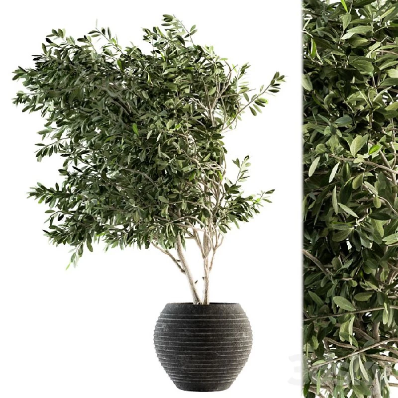 indoor Plant Set 87 - olive