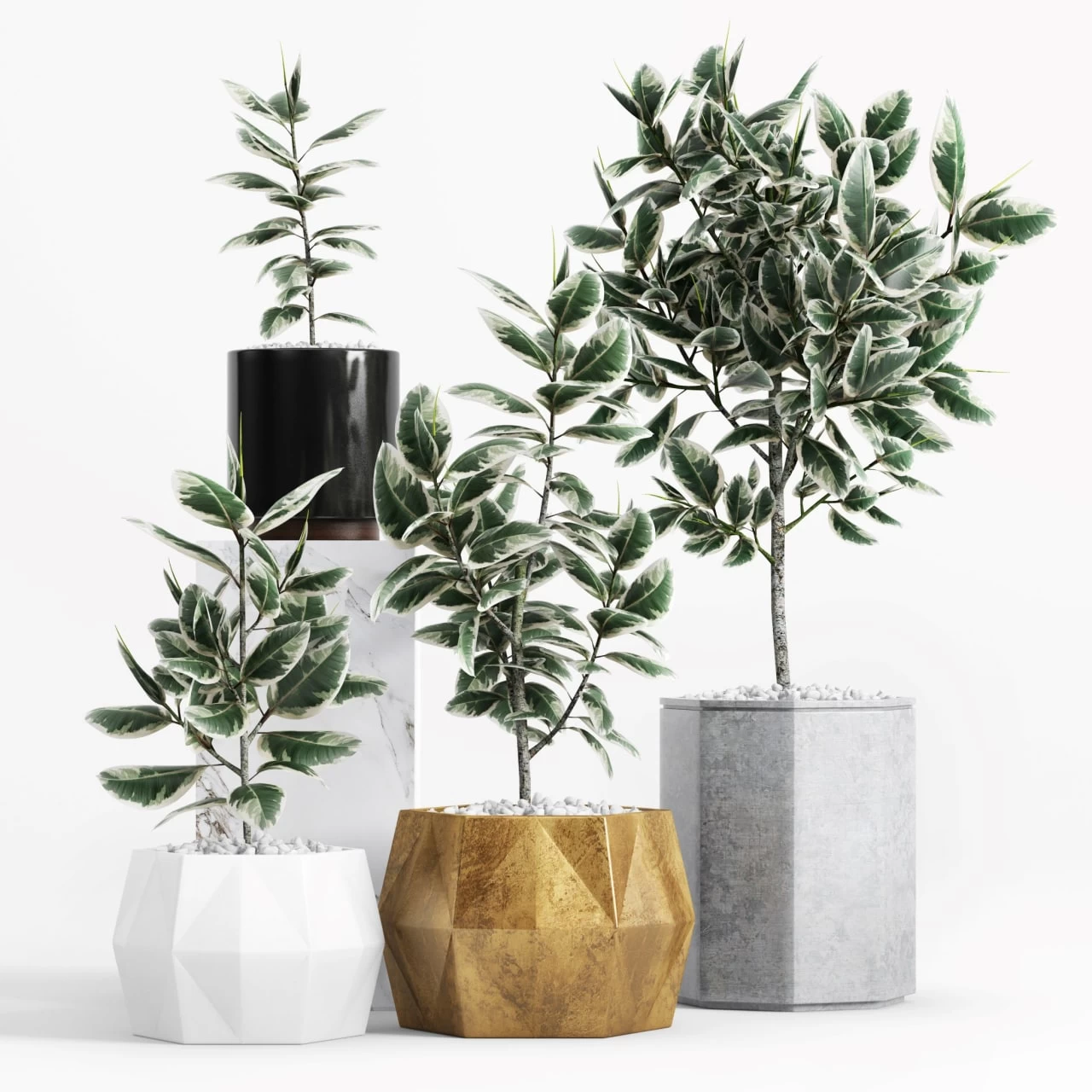 Plants and Planters _8 (Ficus Elastica Variegata)