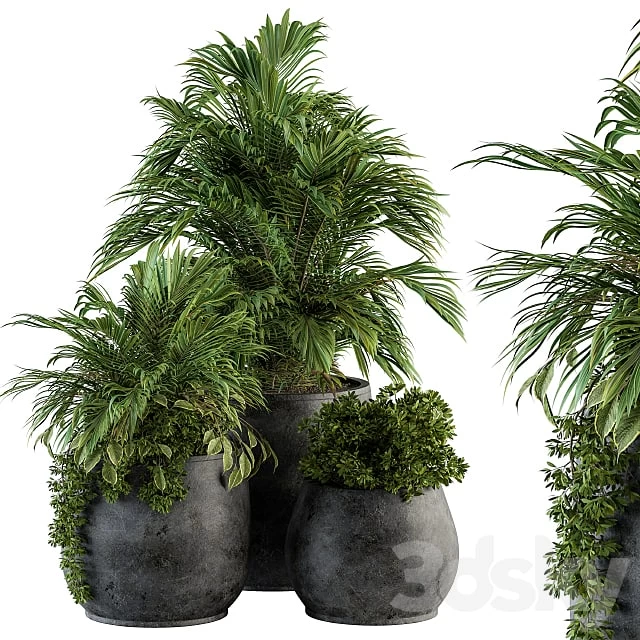indoor Plant Set 113 - Black Pot