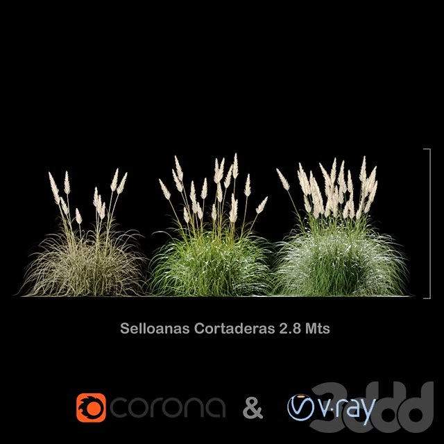 Selloanas Cortaderas Big