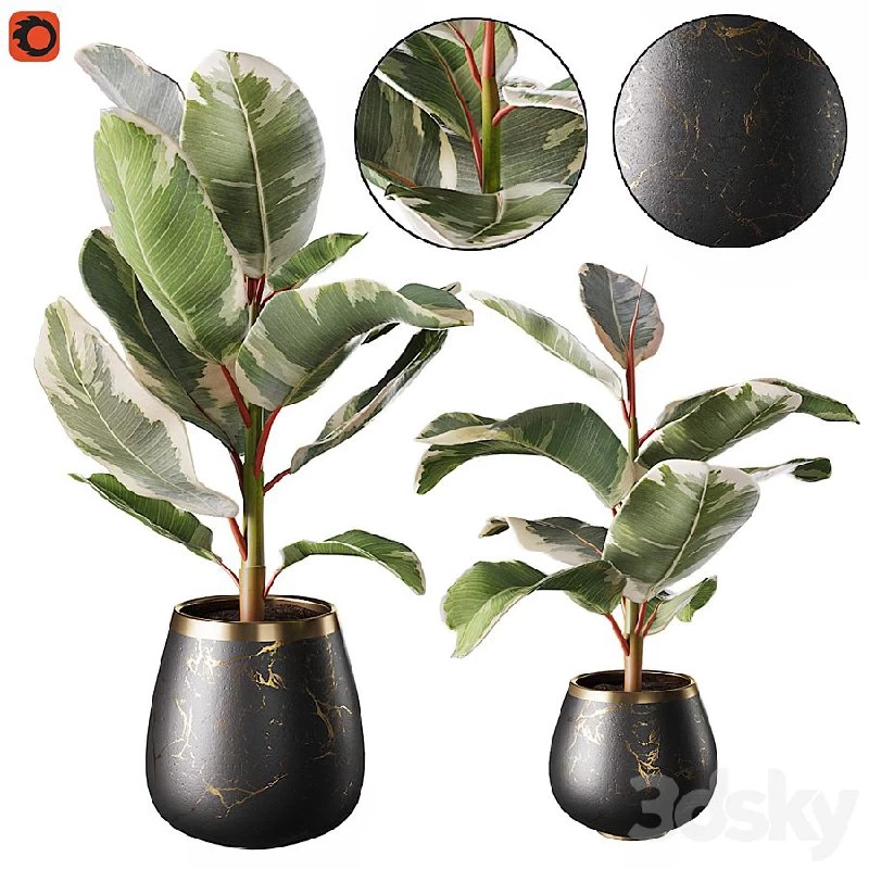 Set of plants ficus rubbery