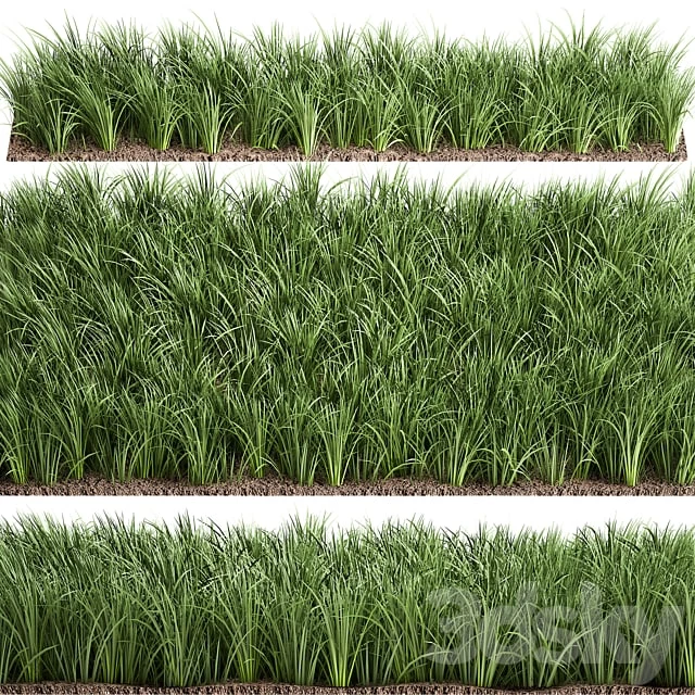 Lawn 941. grass, bushes, landscaping