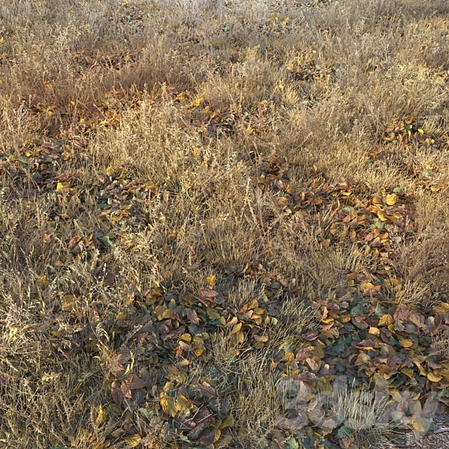Dry autumn grass